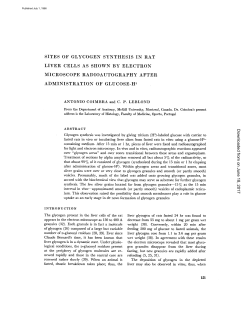 sites of glycogen synthesis in rat liver cells as shown by electron