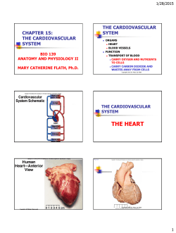Chapter 15 Heart Anatomy PPT