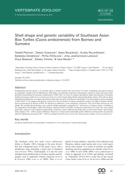 Cuora amboinensis - Senckenberg Gesellschaft f&uuml;r Naturforschung