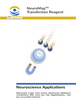 NeuroMag to transfect primary neurons