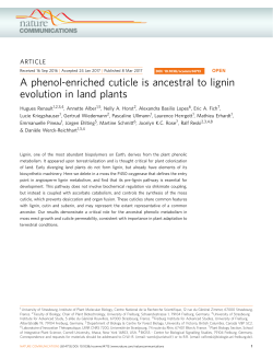A phenol-enriched cuticle is ancestral to lignin
