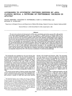 ANTIBODIES TO SYNTHETIC PEPTIDES DEFINED BY cDNA