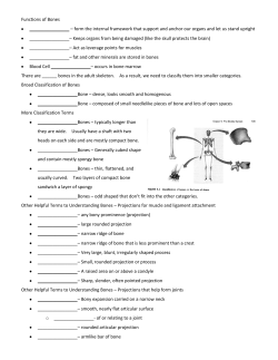 Bones Overview Note Sheet