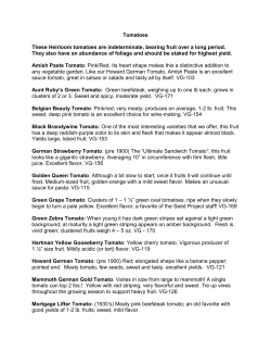 Tomatoes These Heirloom tomatoes are indeterminate, bearing fruit