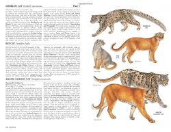 MARBLED CAT Pardofelis marmorata Plate 5 BAY CAT Pardofelis