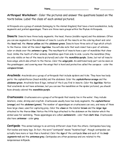 Arthropod Worksheet: Color the pictures and answer the questions
