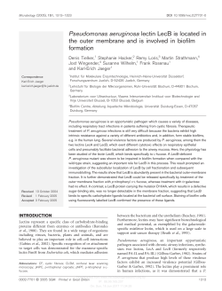 Pseudomonas aeruginosa lectin LecB is located in
