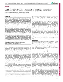 Bat flight - Journal of Experimental Biology