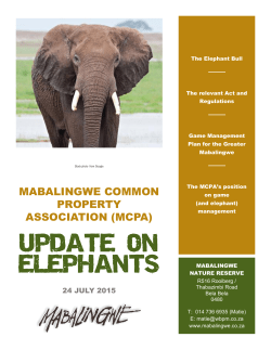 UPDATE ON ELEPHANTS