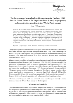 The heterosporous lycopodiophyte Pleuromeia rossica