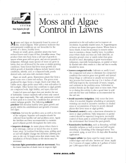 Moss and Algae Control in Lawns - Alabama Cooperative Extension