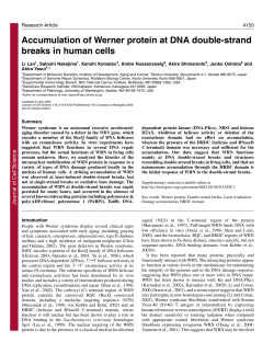 Accumulation of Werner protein at DNA double