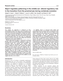 Bapx1 regulates patterning in the middle ear: altered