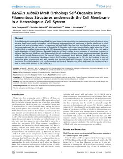 Bacillus subtilis MreB Orthologs Self-Organize into
