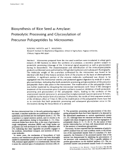 Biosynthesis of Rice Seed e-Amylase" Proteolytic Processing and