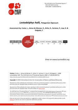 Lestodelphys halli, Patagonian Opossum