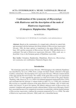 Confirmation of the synonymy of Rhyzostylops with Blattivorus and