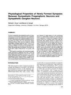 Physiological Properties of Newly Formed Synapses Between