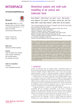 Hierarchical analysis and multi-scale modelling of rat cortical and