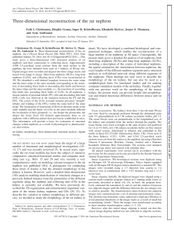 Three-dimensional reconstruction of the rat nephron - AJP