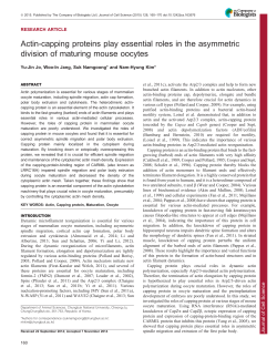 Actin-capping proteins play essential roles in the asymmetric