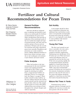 Fertilizer and Cultural Recommendations for Pecan Trees