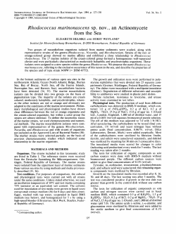 Rhodococcus marinonascens sp. nov. an Actinomycete