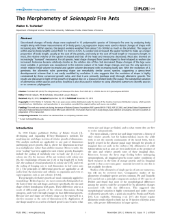 The Morphometry of Solenopsis Fire Ants - FSU Biology