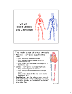 Ch. 21 – Blood Vessels and Circulation