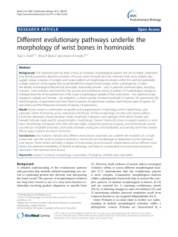 Different evolutionary pathways underlie the morphology of wrist