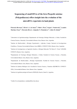 Sequencing of small RNAs of the fern Pleopeltis minima