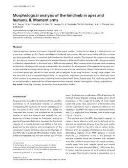Morphological analysis of the hindlimb in apes and humans. II