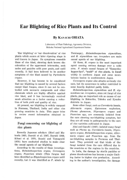 Ear Blighting of Rice Plants and Its Control