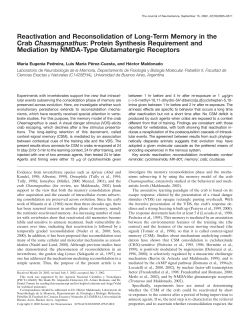 Reactivation and Reconsolidation of Long