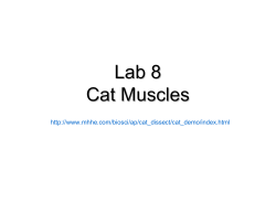 Cat muscles canvas