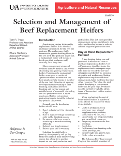 Selection and Management of Beef Replacement Heifers