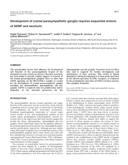 GDNF is a parasympathetic neurotrophic factor