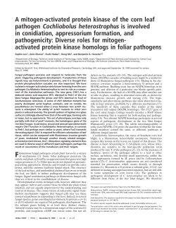 A mitogen-activated protein kinase of the corn leaf pathogen