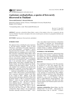 Asplenium cardiophyllum, a species of fern newly discovered in