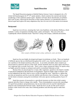 Squid Dissection - Hatfield Marine Science Center