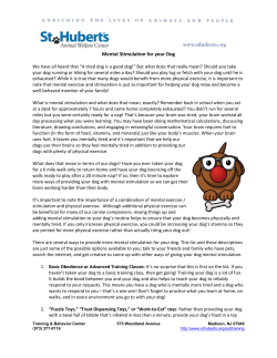 Mental Stimulation for your Dog