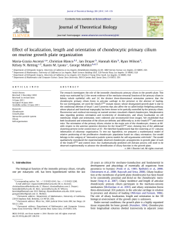 Effect of localization, length and orientation of chondrocytic primary