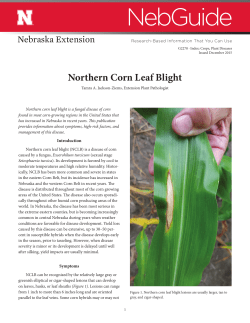 Northern Corn Leaf Blight (G2270)