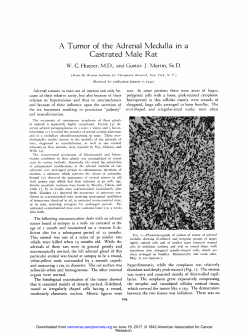 A Tumor of the Adrenal Medulla in a Castrated