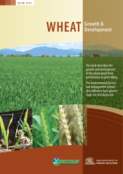 Procrop wheat growth and development - NSW