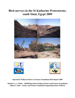 Bird surveys in the St Katherine Protectorate, south Sinai, Egypt 2009