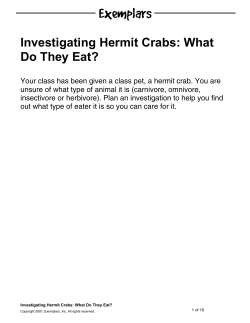 Investigating Hermit Crabs: What Do They Eat?