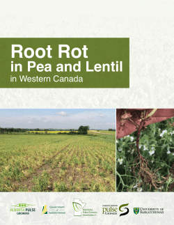 Root Rot - Saskatchewan Pulse Growers