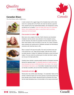 Canadian Bison
