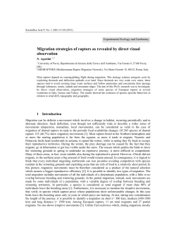 Migration strategies of raptors as revealed by direct
